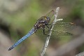 Orthetrum coerulescens male-